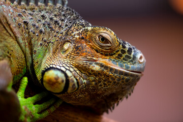 Iguana is a genus of herbivorous lizards that are native to tropical areas. Macro close up portrait of urtypical lizard with colorful brownish green skin and protuberant eye and blurred background.