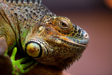 Iguana is a genus of herbivorous lizards that are native to tropical areas. Macro close up portrait...