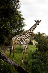 A giraffe standing tall in its natural habitat. 