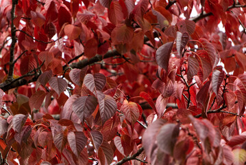 Red leafs high up in a tree