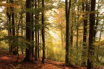Autumn beech forest on the mountain slope during sunrise. October, Poland
