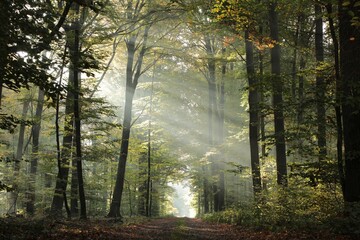 A path through a deciduous forest with the rays of the sun between beech trees on a foggy autumn...
