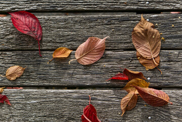 Colorful leafs on a wooden bench