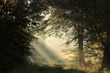 Fototapeta na wymiar The sun's rays fall on a forest path on a foggy autumn morning