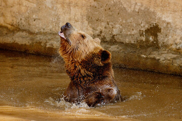Brown bear in the water