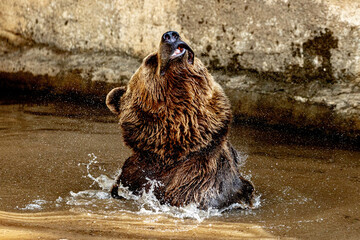 Brown bear in the water