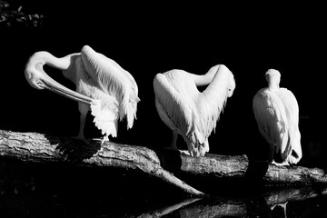 three pelicans on the branch
