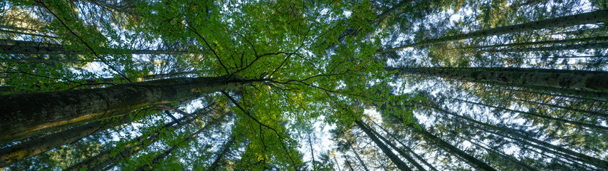 Forest landscape panorama background - Beech trees in the forest, perspective from below