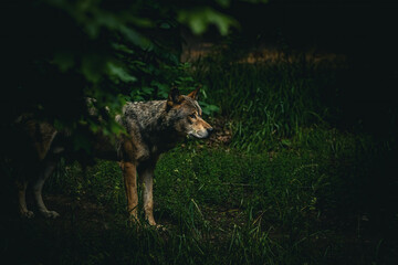 wolf in the forest
