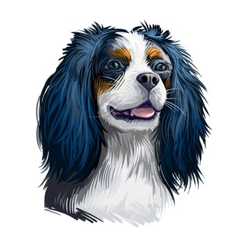 Cavalier King Charles Spaniel dog digital art illustration isolated on white background. Unite Kingdom origin toy companion dog. Pet hand drawn portrait. Graphic clip art design for web print.