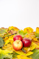 Naklejka na ściany i meble autumn still life with apples