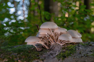 Marburg, unterwegs in Natur, feine Farben, Pilze