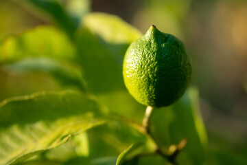 The lemon (Citrus limon) is a species of small evergreen trees in the flowering plant family...