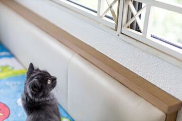 A grey cat waiting by a window ready to catch some birds