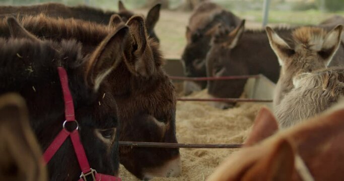 Cute Donkeys Eating Hay from a Trough on a Farm in Slow Motion, Wide, Rack Focus