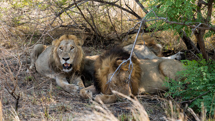 Naklejka na ściany i meble a coalition of male lions