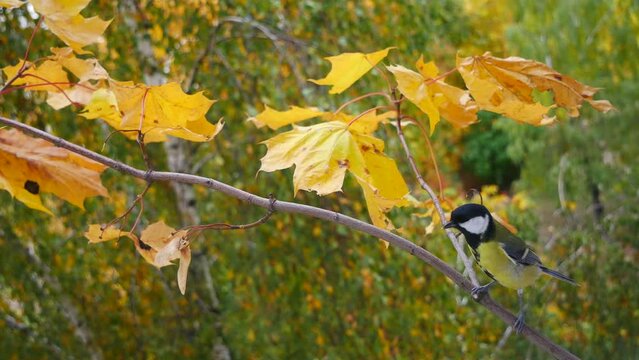 The tit flies to a branch of a maple tree and jumps on it.