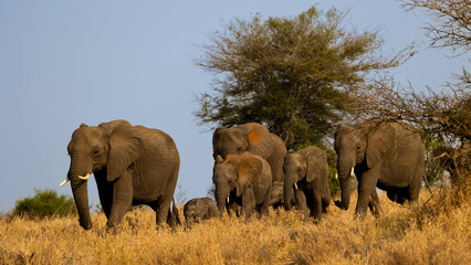 Naklejka na ściany i meble a breeding herd of African Elephants on the move