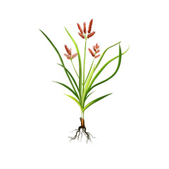 Nagarmotha - Cyperus rotundus ayurvedic herb, flower. digital art illustration with text isolated on white. Healthy organic spa plant widely used in treatment, preparation medicines for natural usages