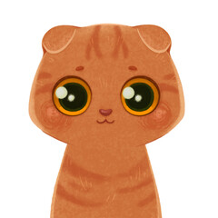 Scottish Fold Cat ginger stripes. Coupari kitten. Cute highland fold cat portrait. Cat breeds