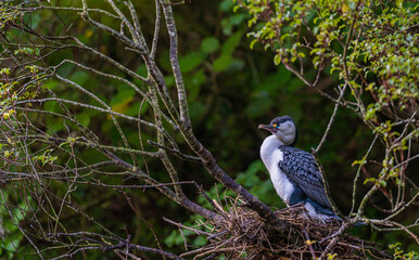 Pied Shag in New Zealand sitting on Branch