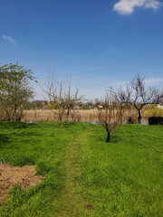 River side landscape with green grass springtime nature