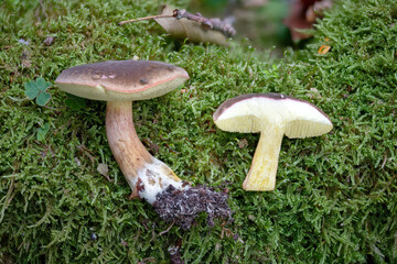 Autumn Red-footed Bolete, Xerocomellus pruinatus, whole and sectioned