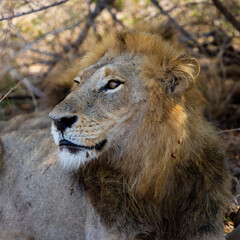 Obraz na płótnie Canvas Closeup of a male lion
