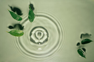 Leaves of Ficus lie on surface of rippled transparent fresh green water gel with fleck, waves, shadow, expanding circles