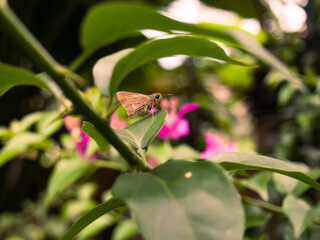 butterfly on a leaf