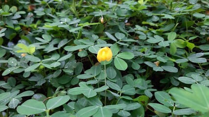 yellow flower in the garden