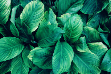 Full Frame of Green Leaves Pattern Background, Nature Lush Foliage Leaf Texture, tropical leaf