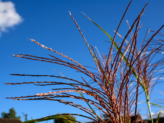 Fototapeta premium Close-up of grass flower, miscanthus sinensis zebrinus, on a blue sky background.