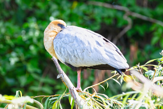 Large bird sleeping in a tree