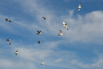 birds in the sky