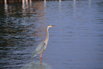 great blue heron in the water