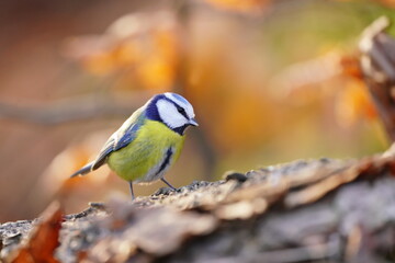 Portrait of a cute blue tit. Cyanistes caeruleus. Songbird in the nature habitat. Autumn scene with a cute titmouse. 