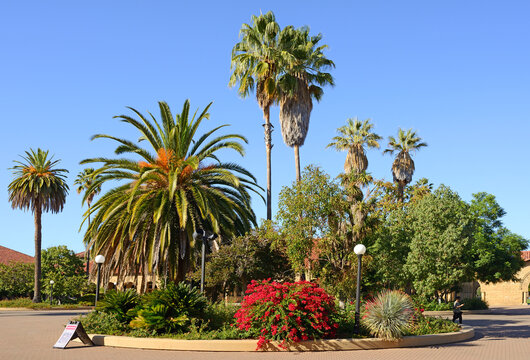 Gardens at Stanford University, California, United States. Palm trees of different varieties
