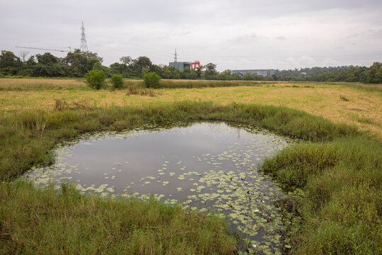 Pond And Grassland At Borim Goa India
