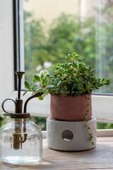 窓辺の多肉植物の寄せ植え
