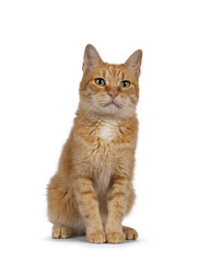 Adult sweet red house cat, sitting up facing front. Looking beside and away from camera with beautiful green eyes. Isolated on a white background.
