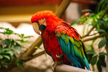 colorful toucan birds