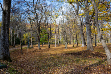 黄葉の葉に埋もれた秋の公園
