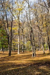 黄葉の葉に埋もれた秋の公園
