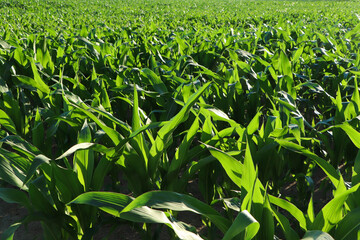 Beautiful agricultural field with green corn plants on sunny day