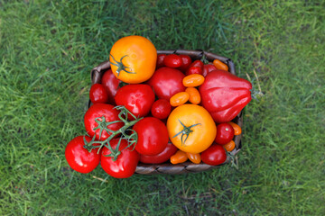 Basket with fresh tomatoes on green grass outdoors, top view