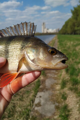 Spring fishing on the river, catch.
