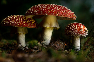 group of three red and white fly agarics mushrooms