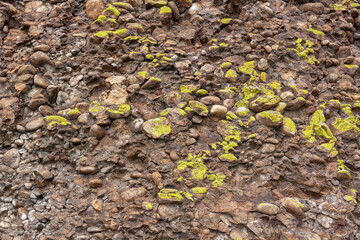 Green lichen and moss on a rock of brown stones. Horizontal image.