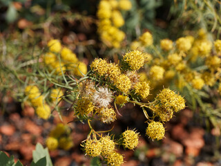Aster lynosyris ou Galatella linosyris -  à floraison jaune en corymbes, corolles quinquéfides,...